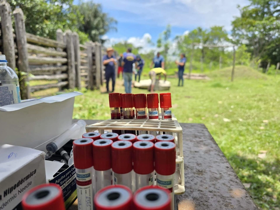 Rebanho bovino do Piauí tem baixo risco de doenças