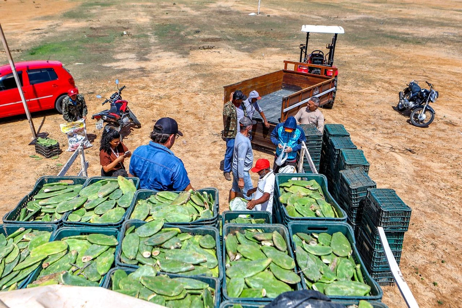 SAF distribui palma forrageira à agricultores no semiárido piauiense