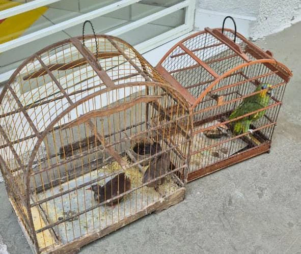 PM apreende 29 aves silvestres mantidas em cativeiro irregular