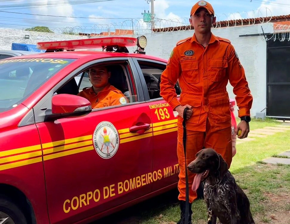 Thor, cão perito, integra Núcleo de Operações com Cães (NOC)