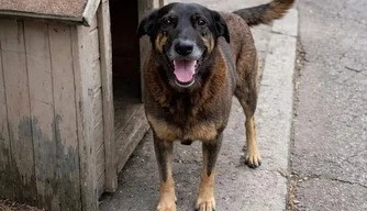 Cachorro