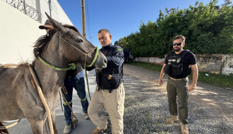 Lei reforça prevenção de acidentes de trânsito com animais soltos no Piauí