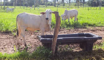 Adapi cria comitê para prevenção e resposta a emergências zoossanitárias no Piauí
