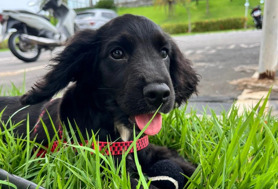 SSP recebe filhotes de Cocker Spaniel