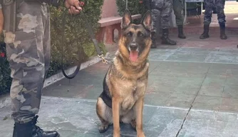 Cadela policial