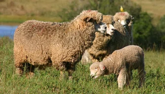 Ovelhas