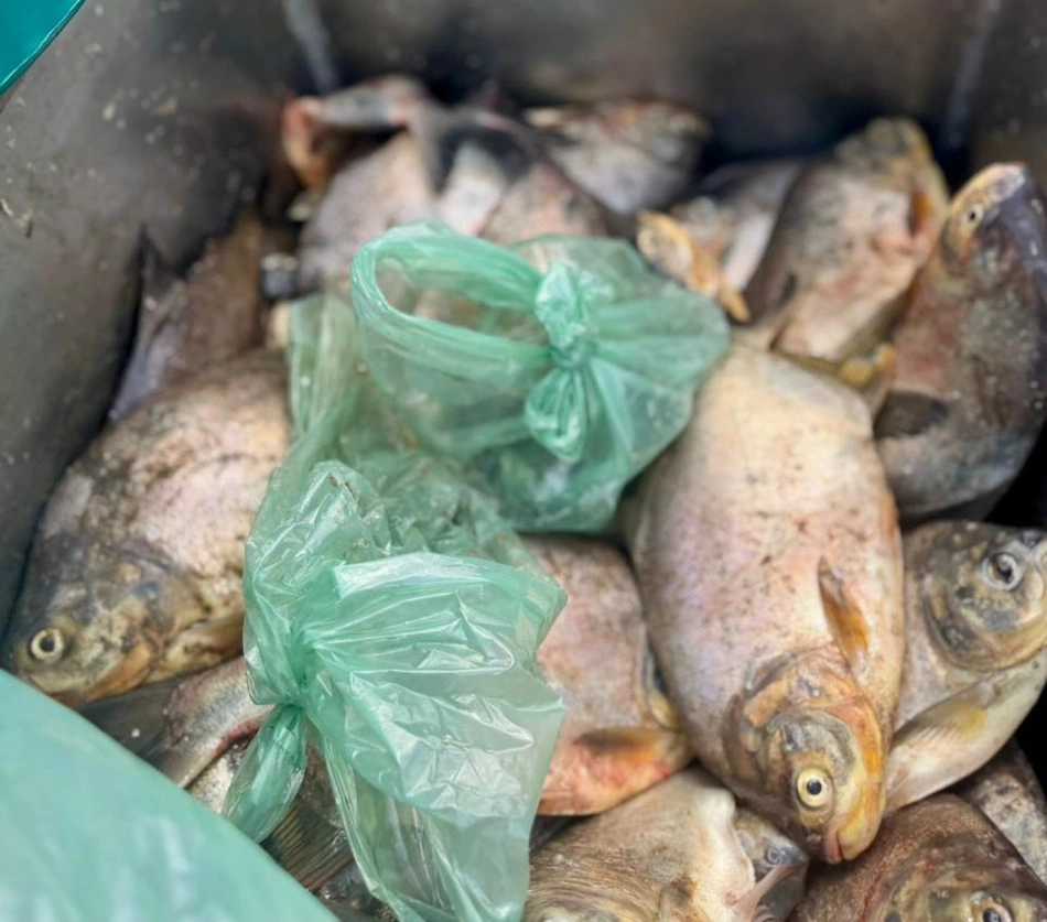 Peixes distribuídos
