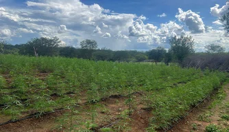 Plantação de maconha no município de Avelino Lopes