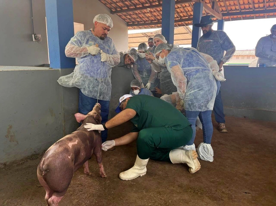 Piauí compartilha experiência em enfrentamento da peste suína clássica com equipe de Roraima
