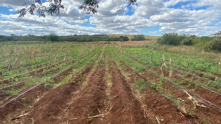 Polícia Federal prende oito suspeitos de envolvimento em cultivo de maconha no Piauí