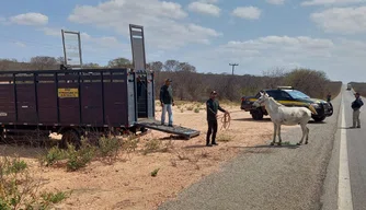 PRF realiza operação para recolher animais soltos em vias públicas de Luís Correia