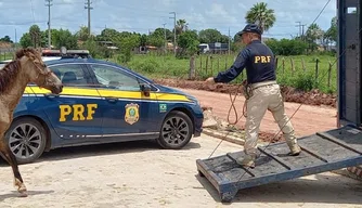Operação Armentum