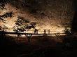 Parque Nacional Serra da Capivara