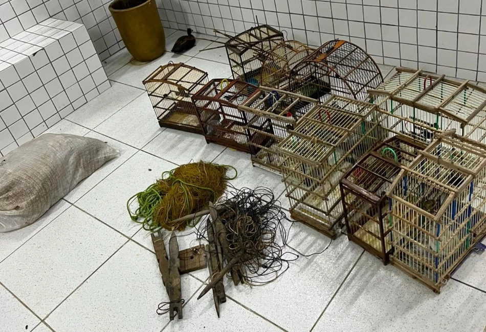 Polícia Militar apreende 40 aves silvestres e conduz responsável durante ação no Norte do Piauí