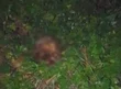 Crânio humano é encontrado em terreno baldio na zona Norte de Teresina