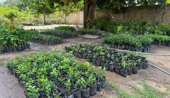 Viveiro de plantas