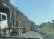 Colisão entre caminhões carregados com cana