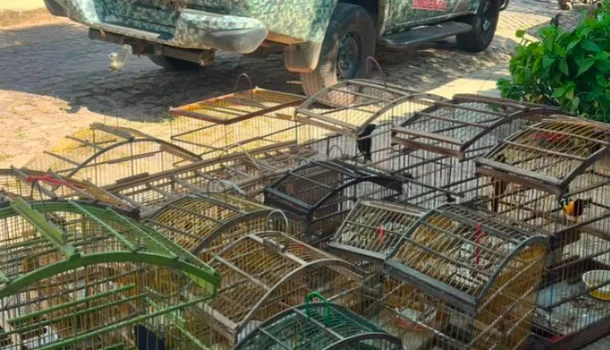 Polícia Militar resgata 16 aves silvestres mantidas em cativeiro em Teresina