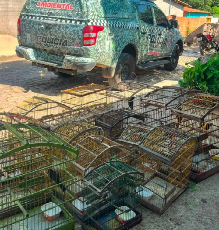 Polícia Militar resgata 16 aves silvestres mantidas em cativeiro em Teresina