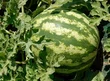 Colheita de melancias movimenta mercado de emprego em Agricolândia