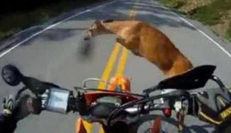 Câmera no capacete registra o atropelamento de veado por moto nos EUA