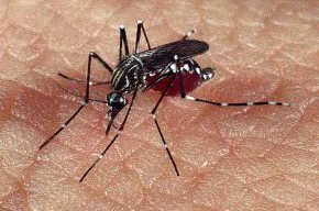 Aedes Aegypti.