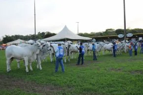 Expoapi: maior feira agropecuária do Estado