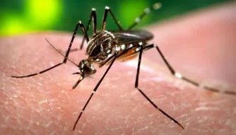 Mosquito transmissor da dengue, zika e chikungunya