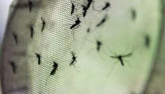 Mosquitos da dengue