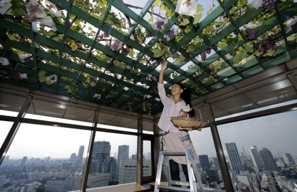 Nesta quinta-feira (13), uma mulher foi fotografada enquanto colhia uvas do parreiral.(Imagem:Shizuo Kambayashi/AP)