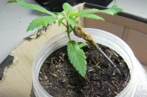 Plantio de maconha.