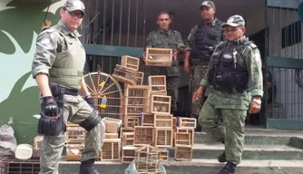 Polícia Ambiental resgata 84 pássaros em Teresina