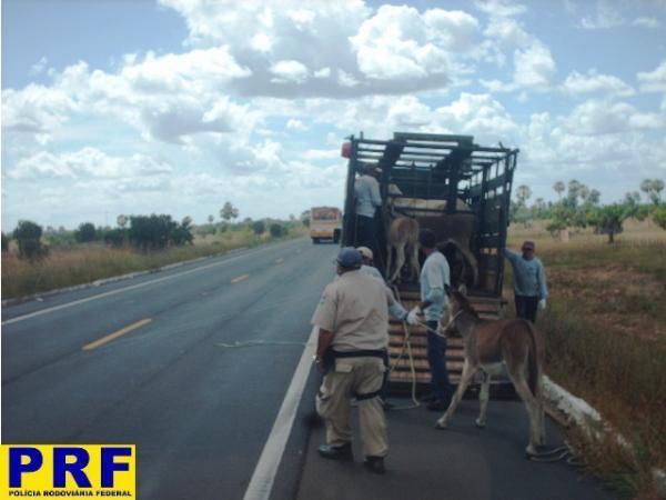 PRF recolhe animais (Imagem:Reprodução)