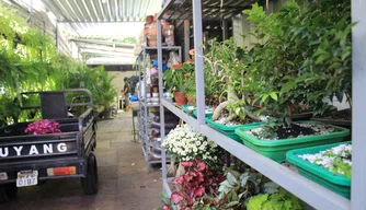 Queda nas vendas preocupa floristas